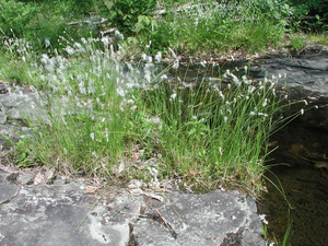 Photo By: Tim Howard. Photo taken: Oswego County, NY on 30 June 2005
